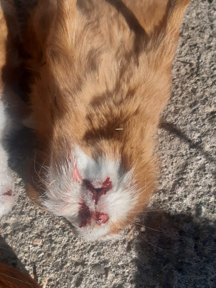 Neumonía en cuyes Síntomas de la Neumonía en cuyes