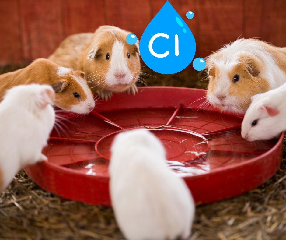 h2o