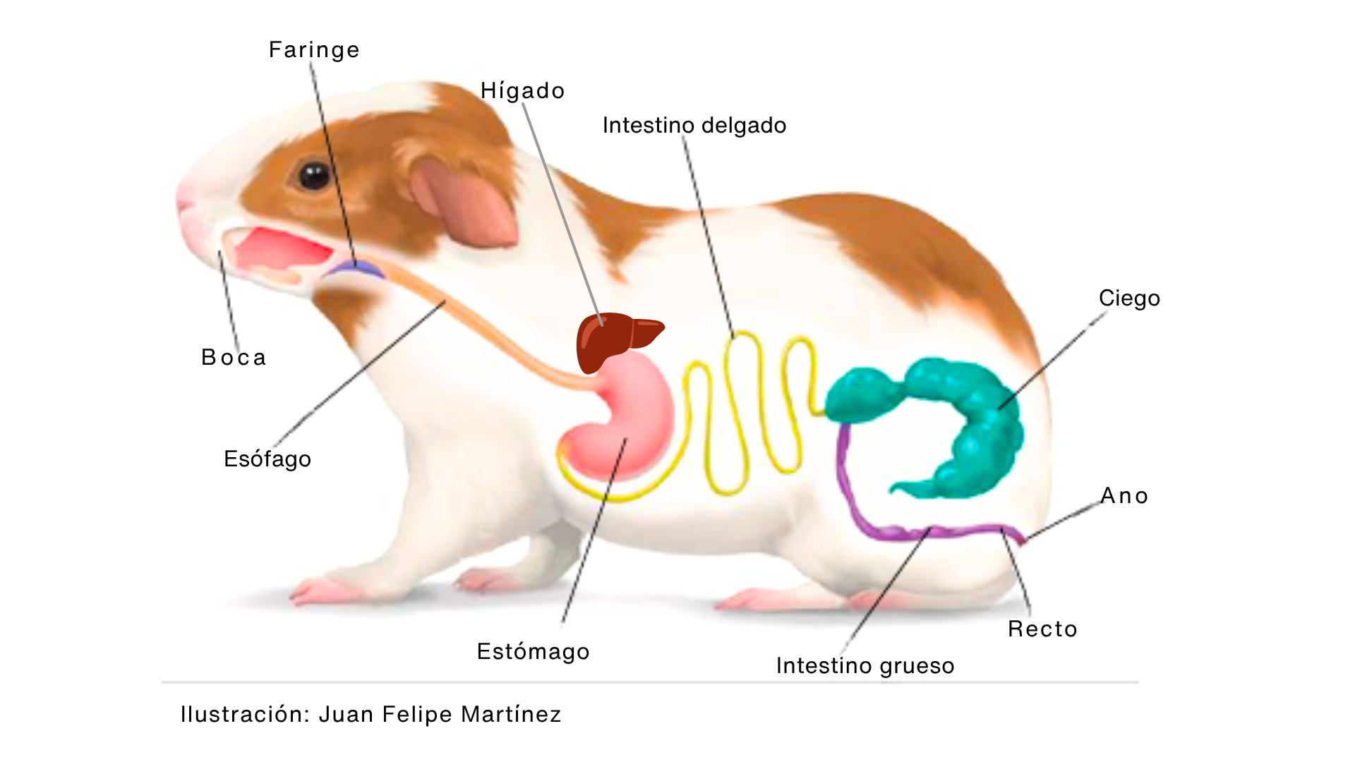 Sistema digestivo del cuy, guía completa para su alimentación