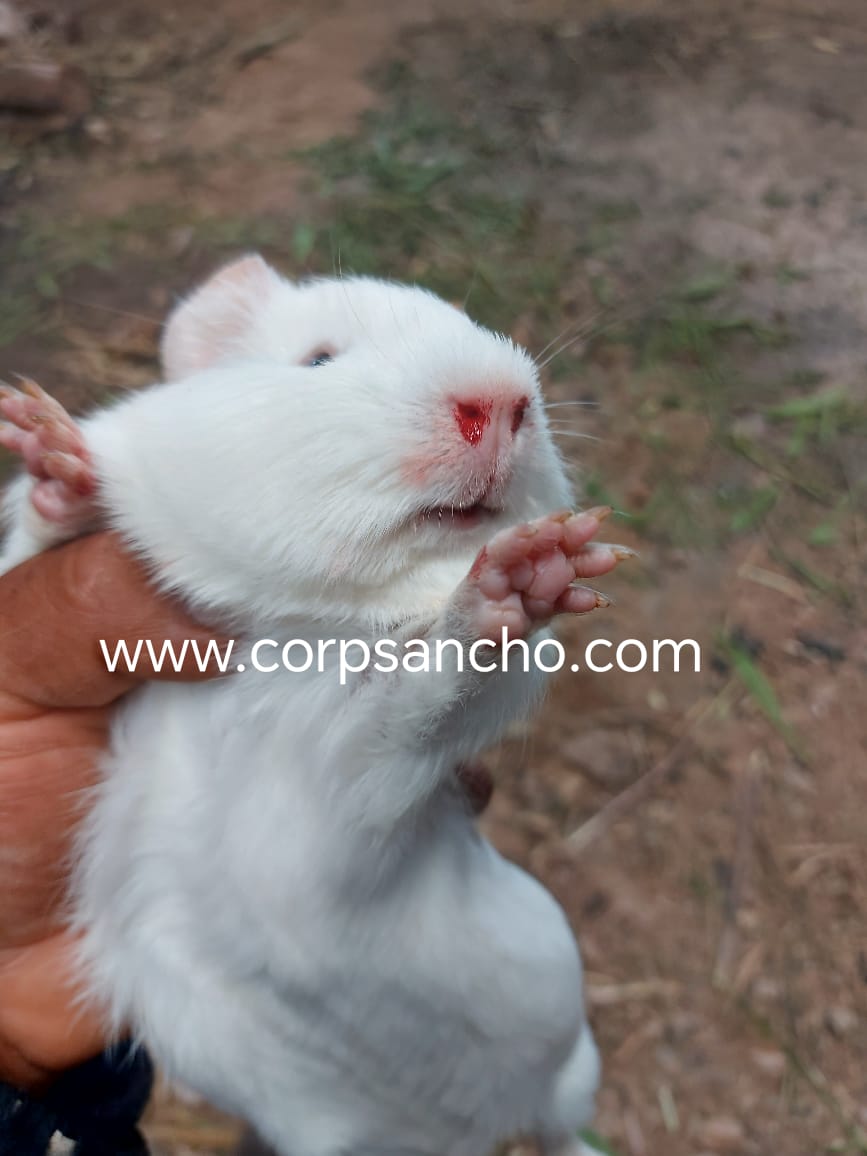 Neumonía en cuyes ocasionados por Pasteurella, síntomas y tratamiento