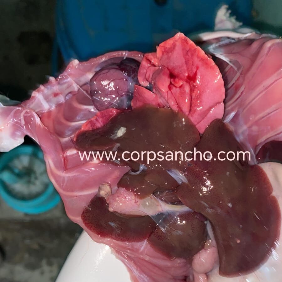 Pulmón de cuy con signos de neumonia