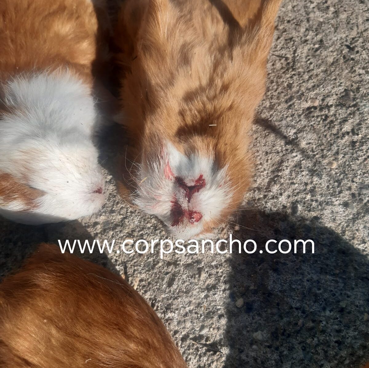 Cuy con sangrado nasal, indicador de neumonía